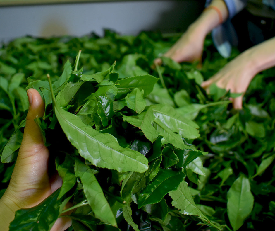 Waarom matcha de perfecte koffievervanger is